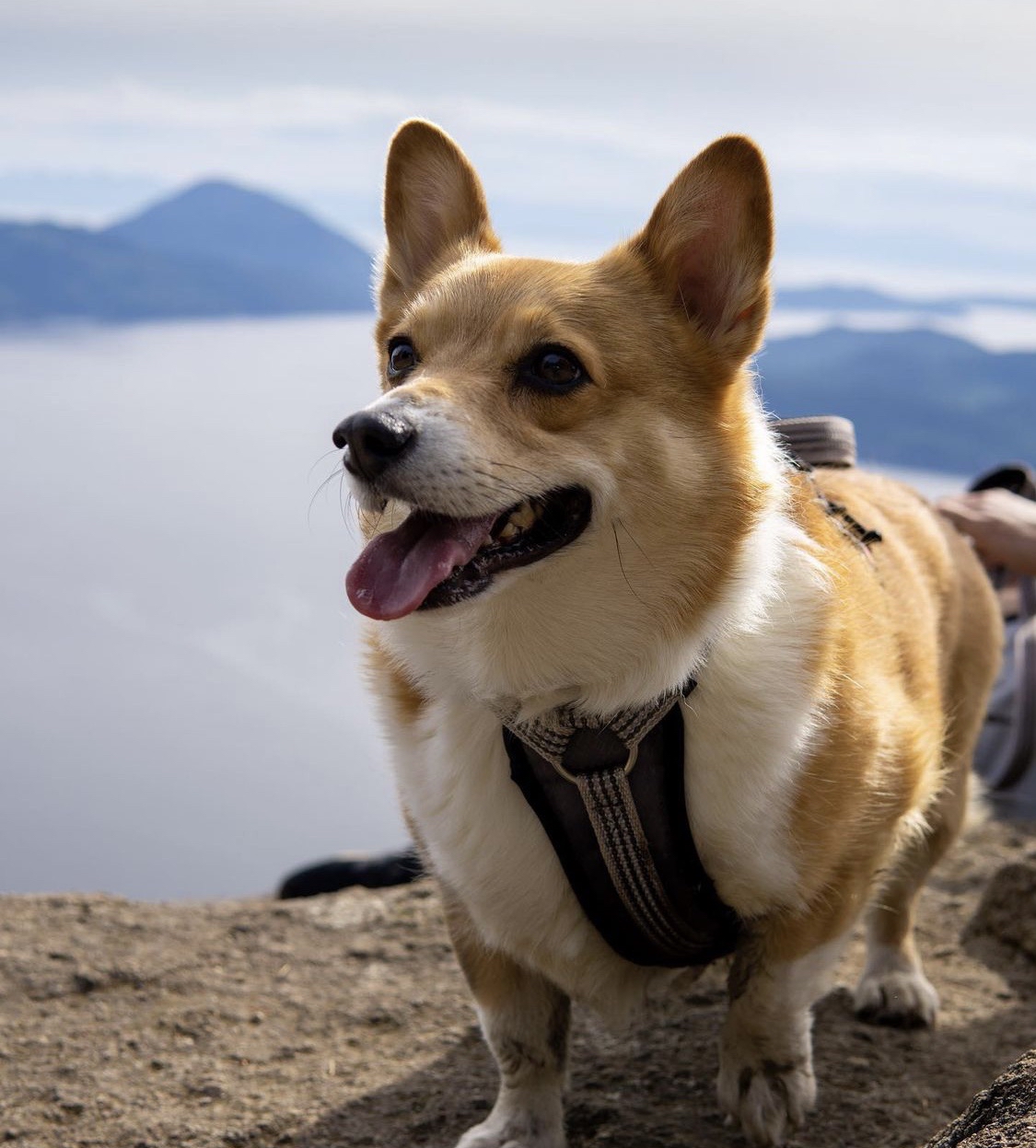 Photo of Kobe, my 7 year old Pembrooke Welsh Corgi